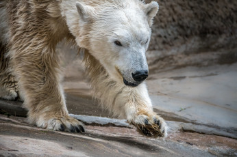 Картинка животные медведи белый медведь большой лапа вода