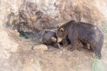 Картинка животные медведи хищники пара