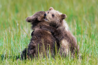 Картинка животные медведи лето природа