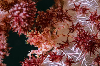 Картинка животные морская+фауна море подводный мир коралловый краб
