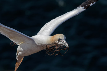 Картинка животные олуши клюв белая птица северная олуша