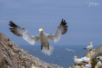 Картинка животные олуши олуша птица клюв белая