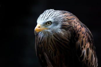 Картинка животные птицы+-+хищники птица хищник клюв оперение белоголовый орлан hawk