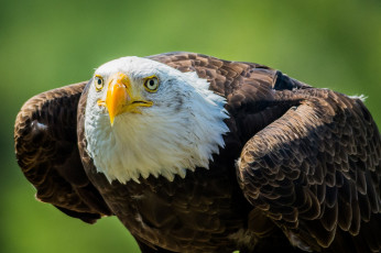 Картинка животные птицы+-+хищники взгляд хищник клюв белоголовый орлан bald eagle