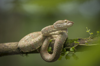 Картинка животные змеи +питоны +кобры дерево фон цепкохвостый ботропс змея