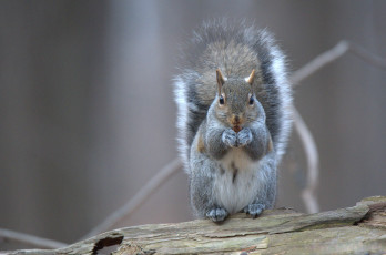 Картинка животные белки белка грызун squirrel