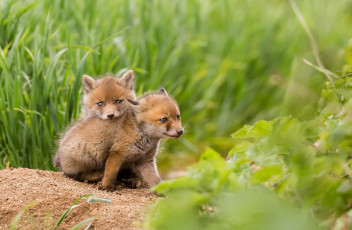 Картинка животные лисы природа лето