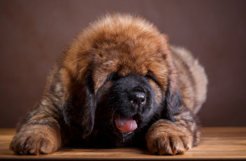 Картинка животные собаки тибетский мастиф лохматый щенок язык