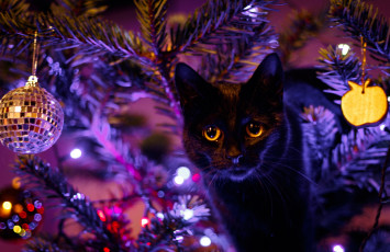 Картинка животные коты елка шары
