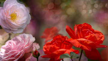 Картинка цветы розы природа фон