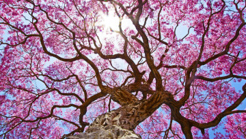 Картинка природа деревья цветы свет солнце дерево весна