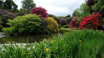 Картинка природа парк кусты лилии ирисы пруд