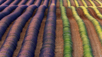 Картинка природа поля цветы франция лаванда поле