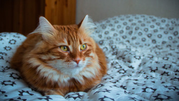 Картинка животные коты одеяло