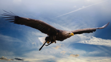 Картинка животные птицы+-+хищники орёл полёт хищник птицы
