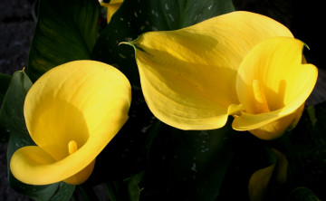 Картинка цветы каллы желтый цвет