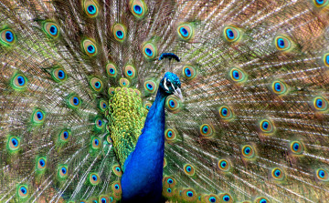 Картинка животные павлины павлин птица хвост окрас перья