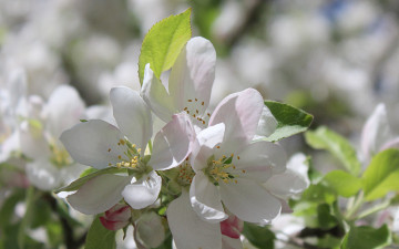 Картинка цветы цветущие+деревья+ +кустарники весна деревья яблоня