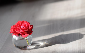 Картинка цветы розы банка роза фон