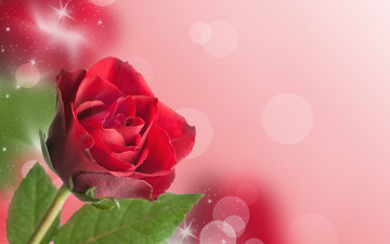 Картинка цветы розы роза блестки боке