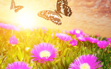 Картинка разное компьютерный+дизайн луг цветы бабочки