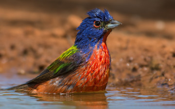 Картинка животные кардиналы вода птицы купается расписной овсянковый кардинал