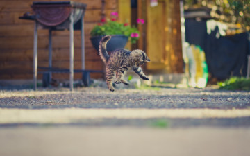 Картинка животные коты прыжок улица цветы