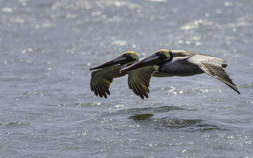 Картинка животные пеликаны полёт пара птицы вода американский бурый пеликан