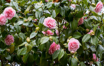 Картинка цветы камелии shrubs бутон flowering bud листья leaf camellia кустарник камелия цветение