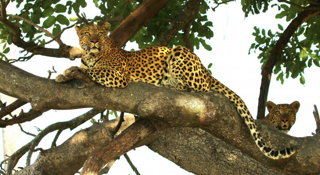 Обои картинки фото животные, леопарды, животное, дерево, отдых, лапа