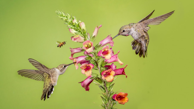 Обои картинки фото животные, колибри, пчела, цветок