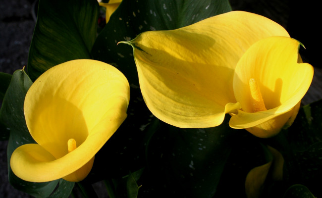 Обои картинки фото цветы, каллы, желтый, цвет