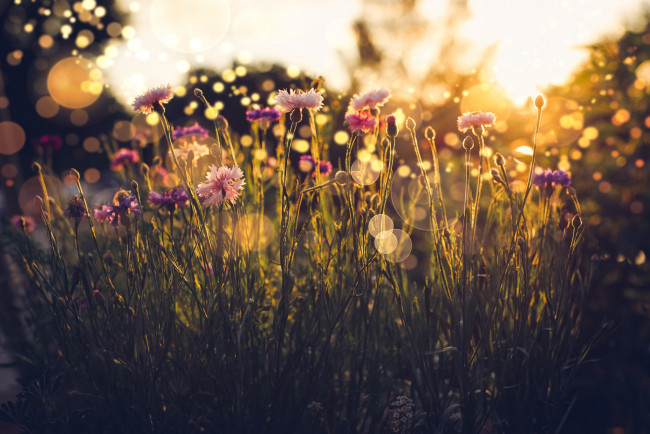 Обои картинки фото цветы, гвоздики, свет, трава, лето