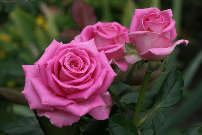 Обои картинки фото цветы, розы, розовый, бутоны