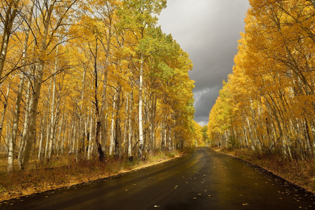 Обои картинки фото природа, дороги, осень, березы, дорога, шоссе, листопад