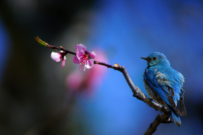 Обои картинки фото животные, колибри, цветок, ветка, hummingbird