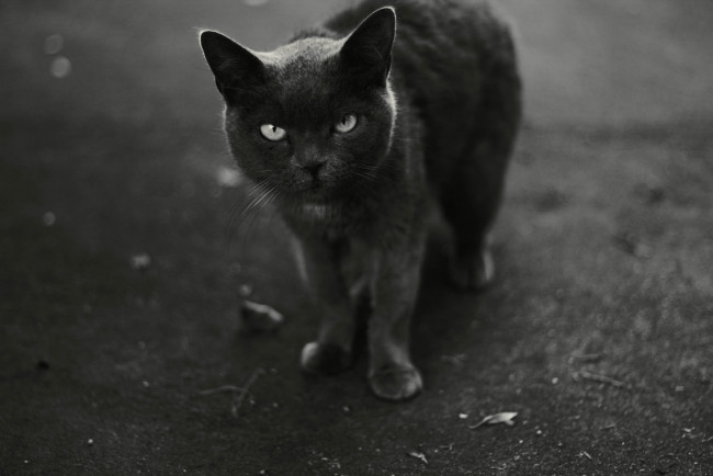Обои картинки фото животные, коты, черно-белое, фото