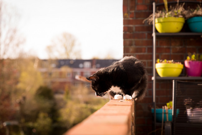 Обои картинки фото животные, коты, горшки, балкон