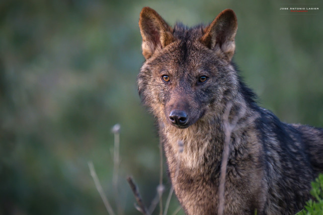Обои картинки фото животные, волки,  койоты,  шакалы, серый, животное, дикий, волк