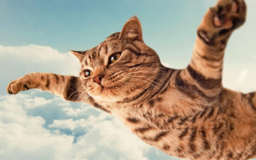 Картинка юмор+и+приколы кот полосатый небо полет