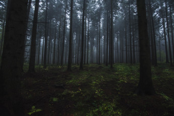 обоя природа, лес, деревья, туман