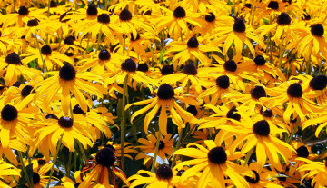 Картинка цветы рудбекия желтая