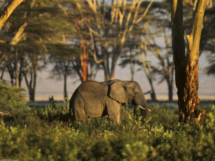 обоя african, elephant, tanzania, africa, животные, слоны