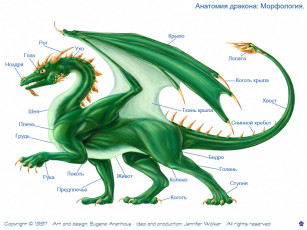 Картинка анатомия дракона фэнтези драконы