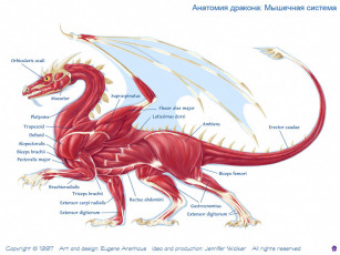 Картинка анатомия дракона фэнтези драконы