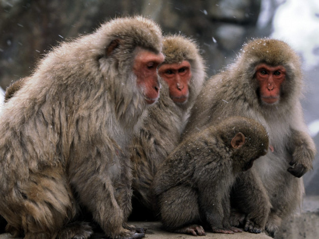 Обои картинки фото japanese, snow, monkey, животные, обезьяны