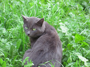Картинка животные коты трава дымчатый окрас