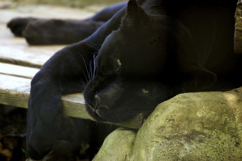 Картинка животные пантеры черный отдых хищник
