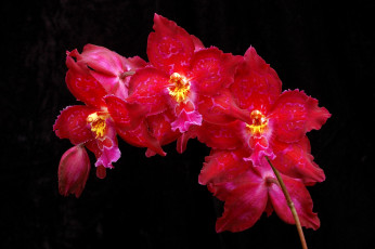 Картинка цветы орхидеи красный ветка яркий