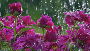 обоя цветы, пионы, бутоны, макро, капли, дождь